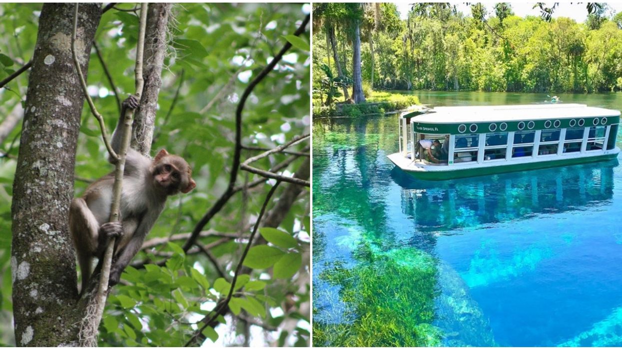 Silver Springs State Park Near Jacksonville Offers Glass-Bottom Boat Tours