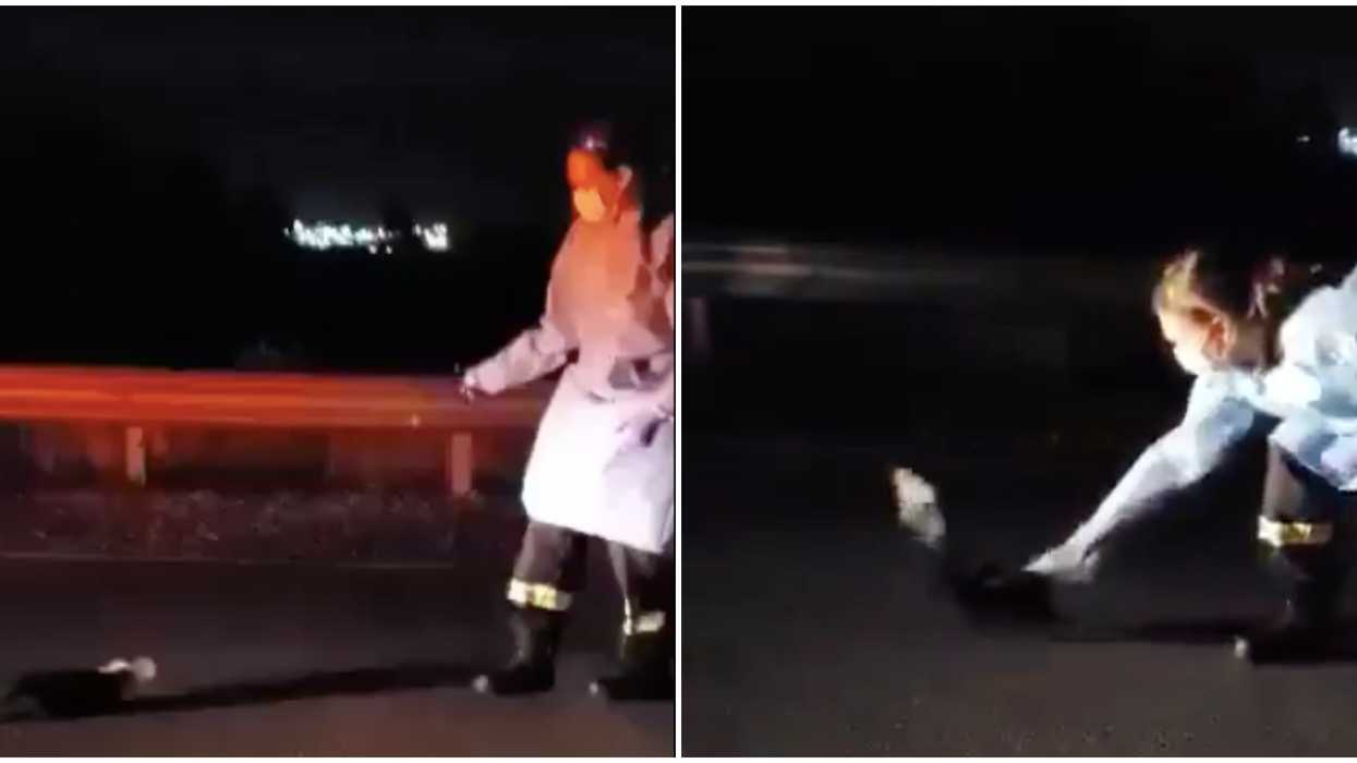Skunk Rescue Near Toronto Saw Two Paramedics Save Animal From A Tim Hortons Cup