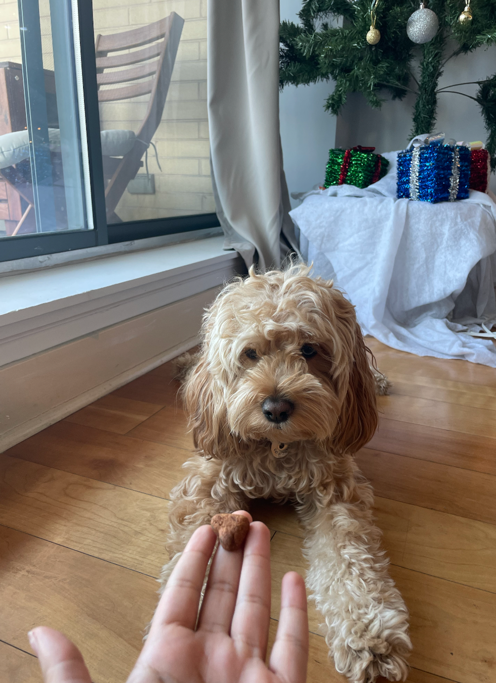 Sky waiting for her dog treat.