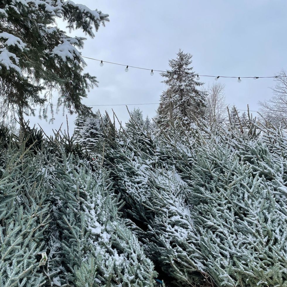snow-covered fresh-cut trees under string lights