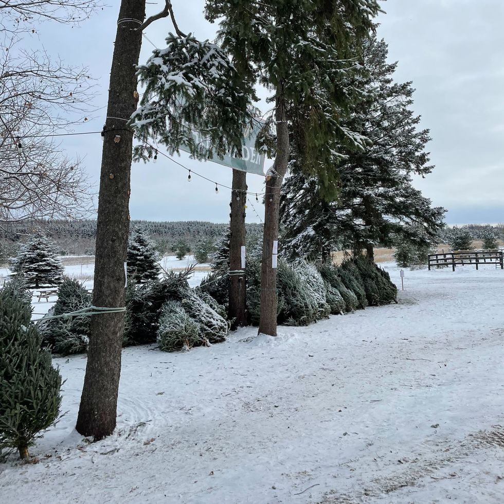 snow-covered trees under string lights at elliott tree farm