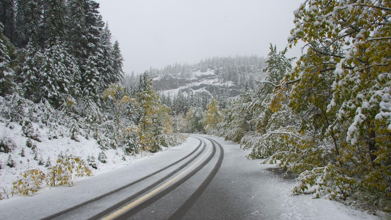 Snow covering trees with leaves that have changed colour in the fall.