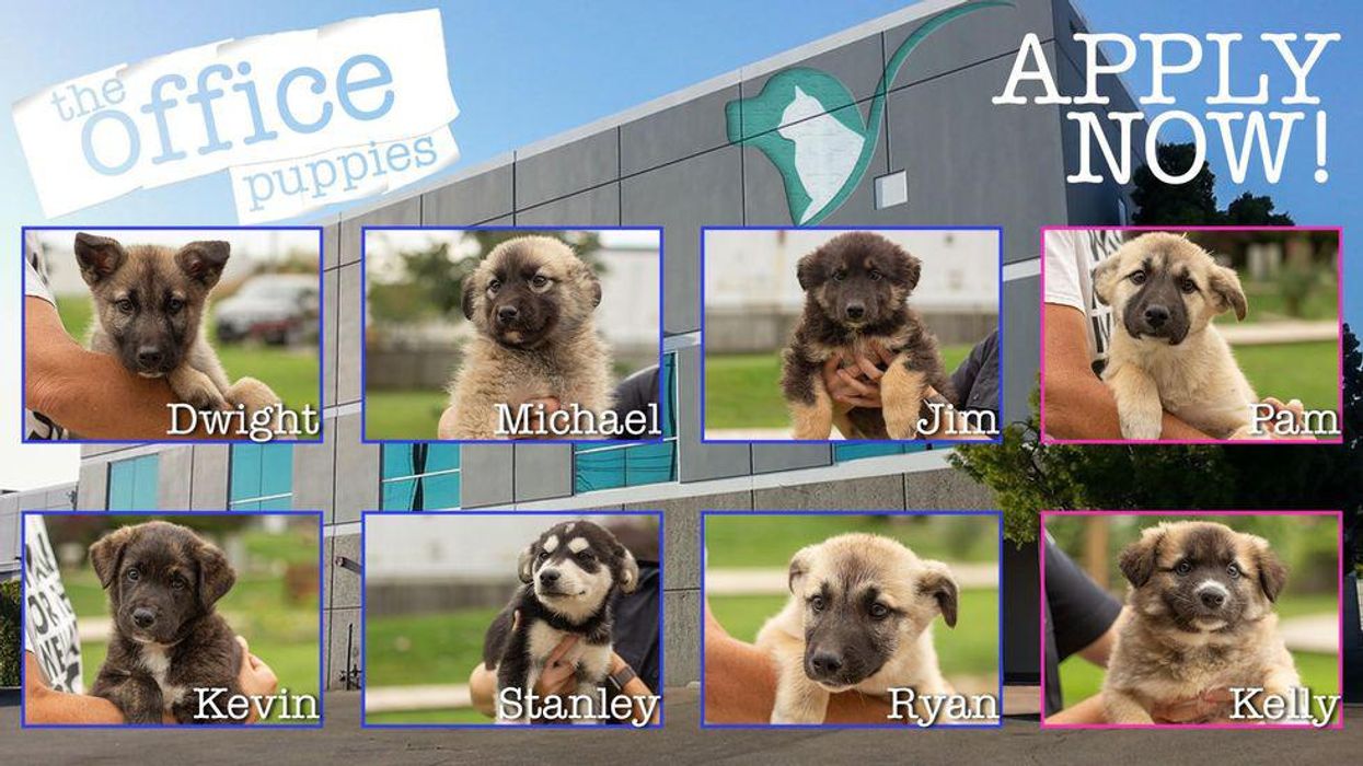 So Many Ontario Puppies Are Up For Adoption & They're All Named After 'The Office'