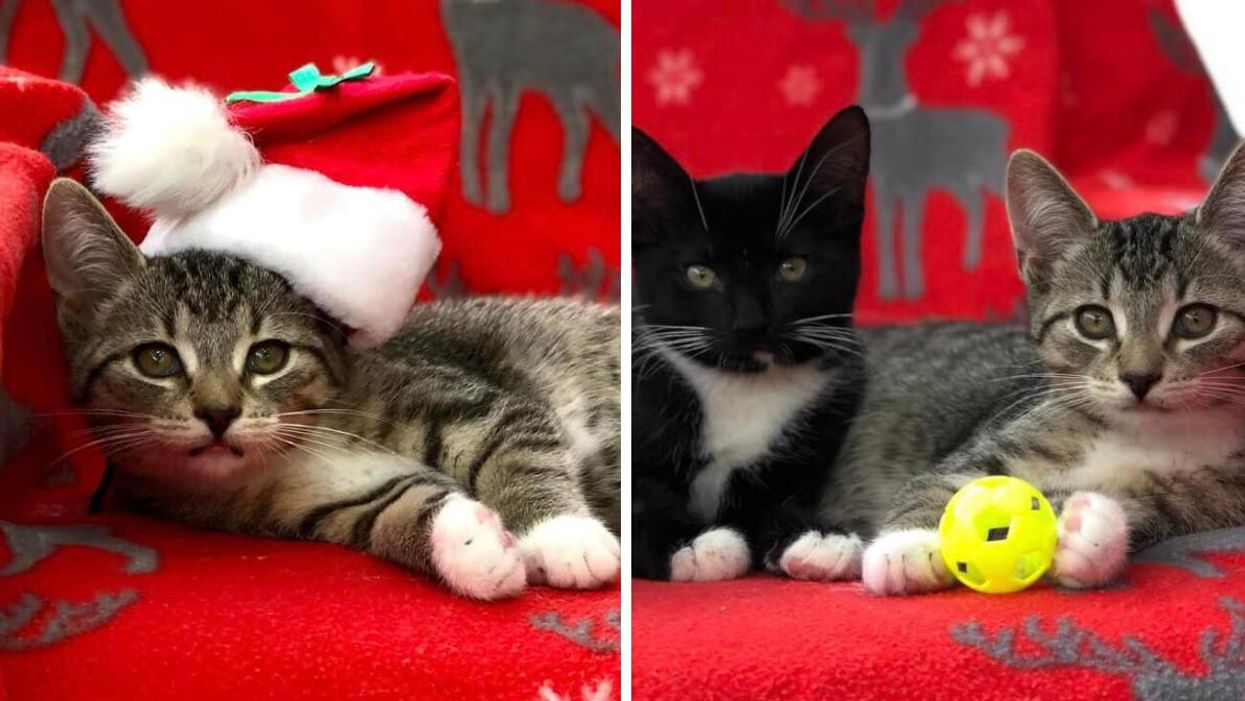 So Many Ottawa Cats Are Up For Adoption & They're All Named After Rock Legends