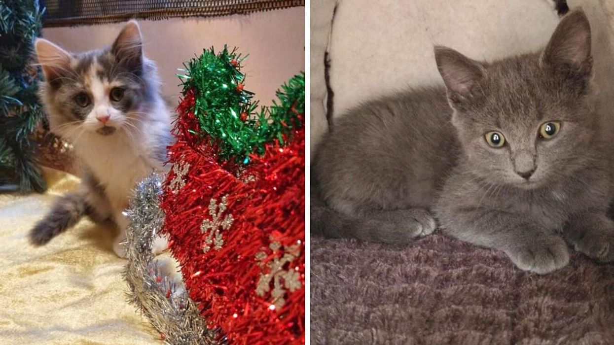 So Many Ottawa Kittens Are Up For Adoption & They're All Named After Santa's Reindeer