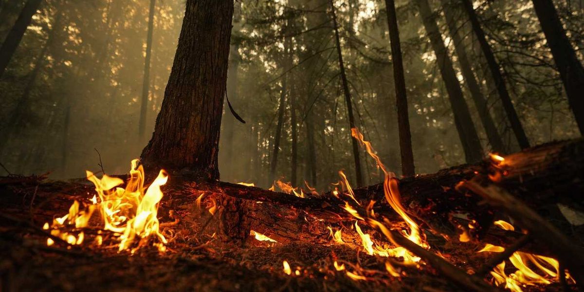 To find the root of Canada’s wildfire emissions, look below the trees: study To find the root of Canada’s wildfire emissions, look below the trees: study