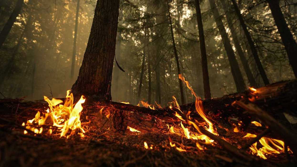 Soil and peat major source of wildfire emissions