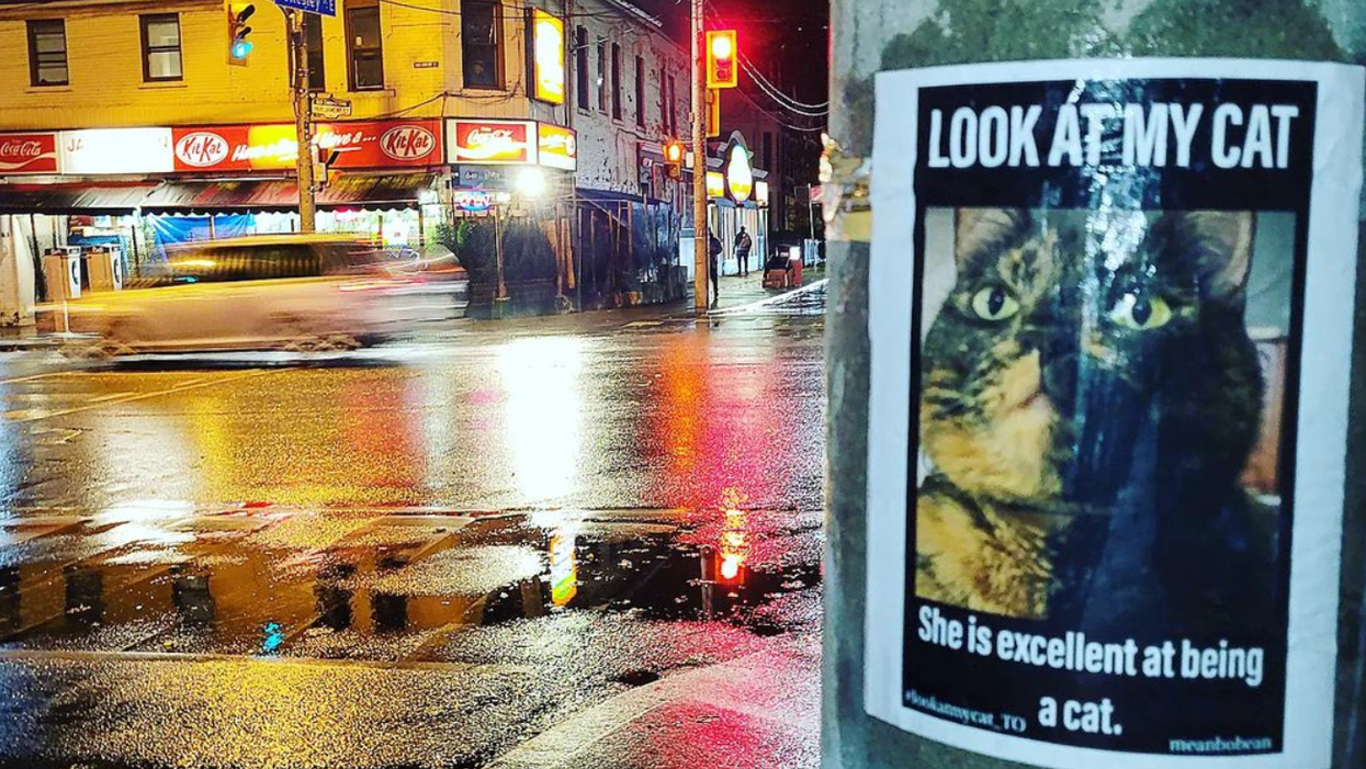Some People Are Posting 'Look At My Cat' Posters All Over Toronto & Here's Why They Do It
