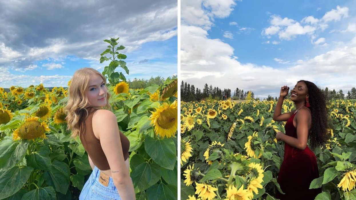 Someone at Bowden SunMaze. Right: Some in the sunflower fields at Bowden SunMaze.