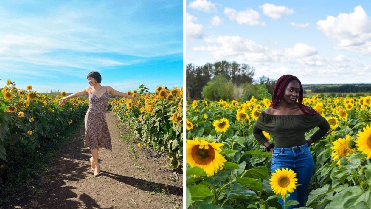 Someone at Bowden Sunmaze. Right: Someone stood in the sunflowers at Bowden Sunmaze.