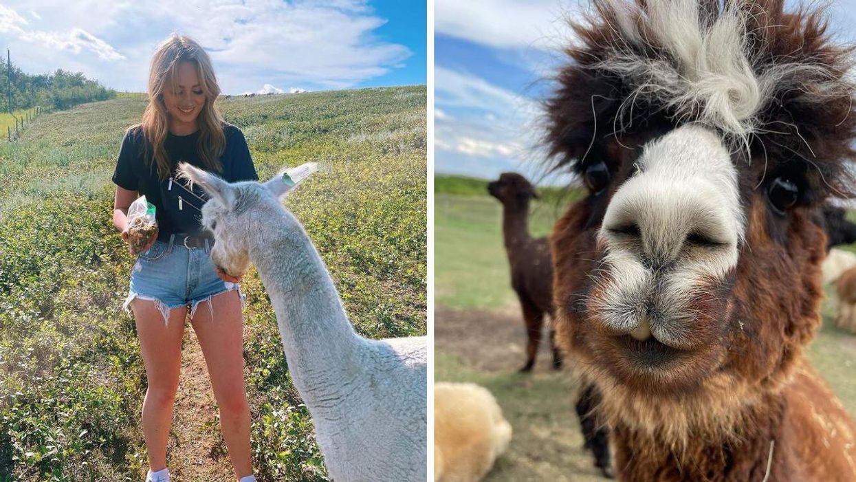 Someone at Kirks Alpaca Farm. Right: An Alpaca.
