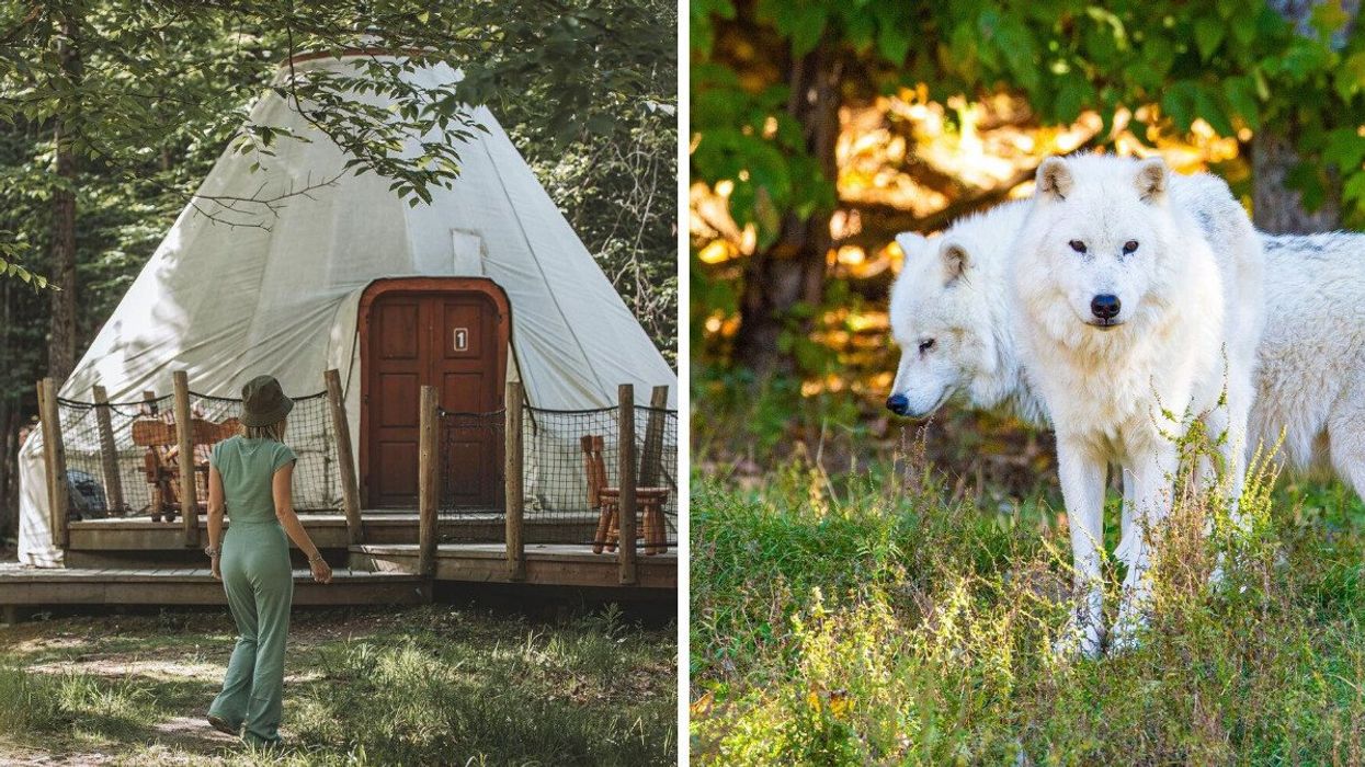 Someone walking towards a tipi-style tent in a forest. Right: Two white wolves in a forest.