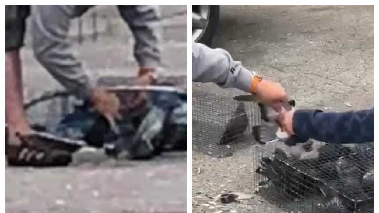 Someone Was Seen Trapping Pigeons In Scarborough (PHOTO)