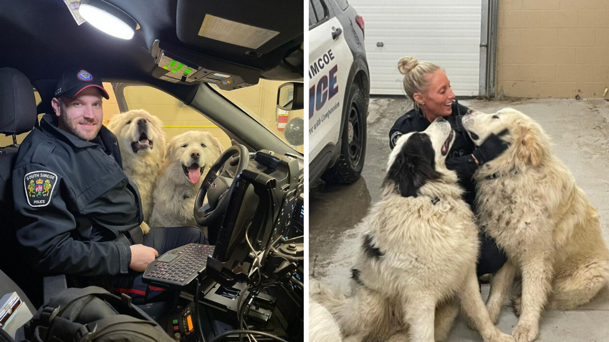 South Simcoe Police officers playing with three lost sheepdogs.