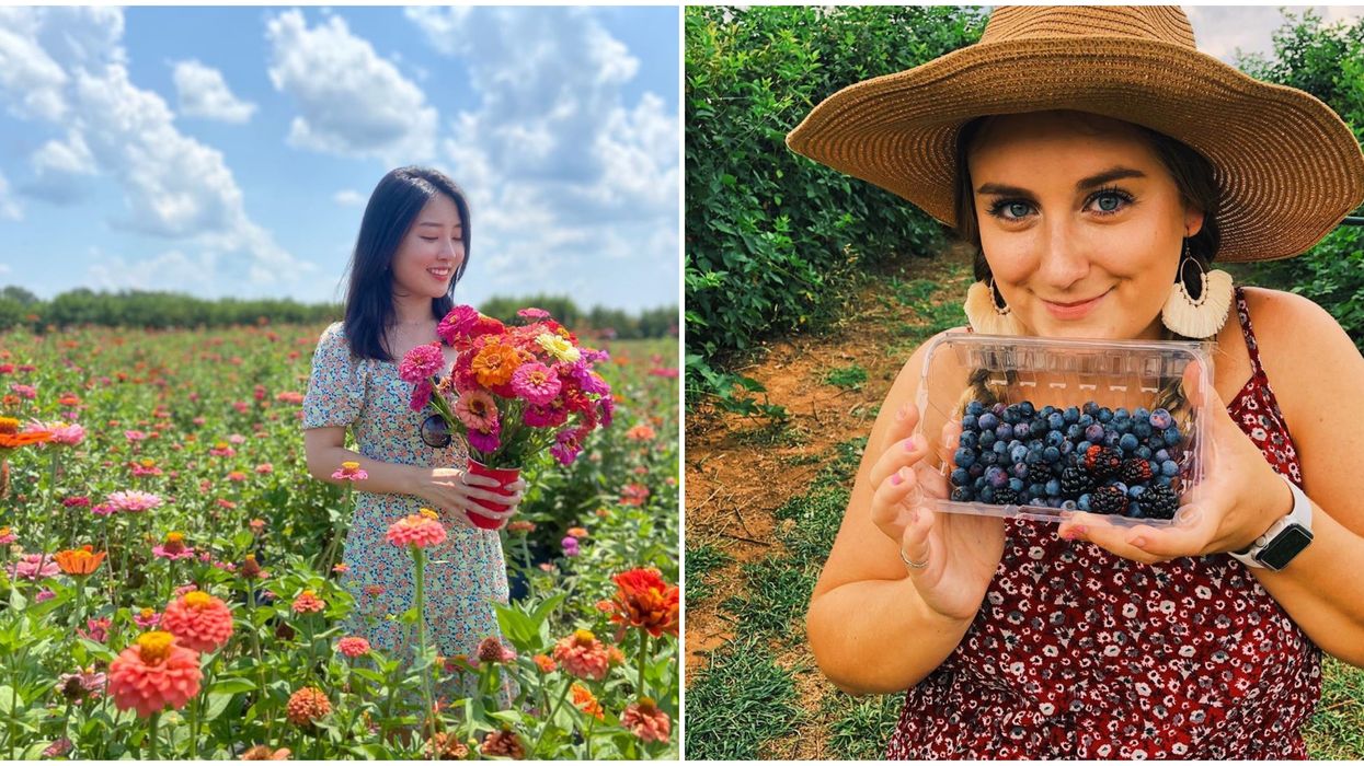 Southern Belle Farms In Georgia Has Wildflowers And Berries You Can Pick For Cheap