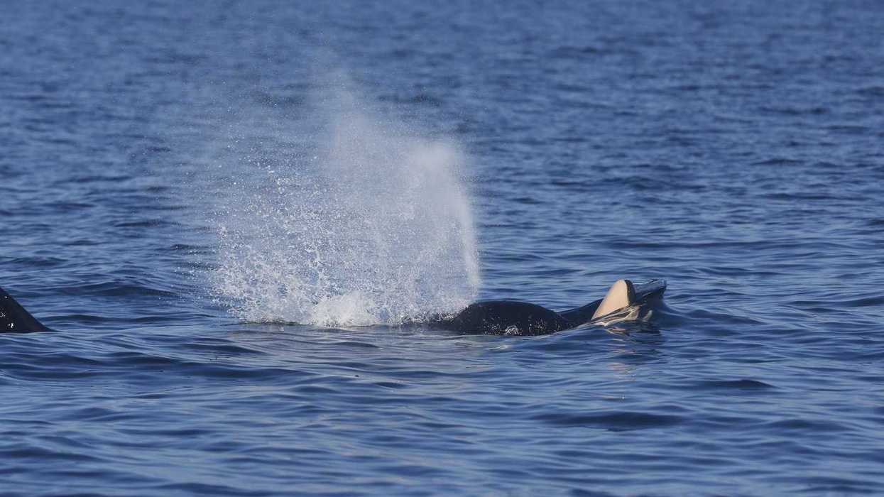 Southern Resident orca calf dead off B.C. coast
