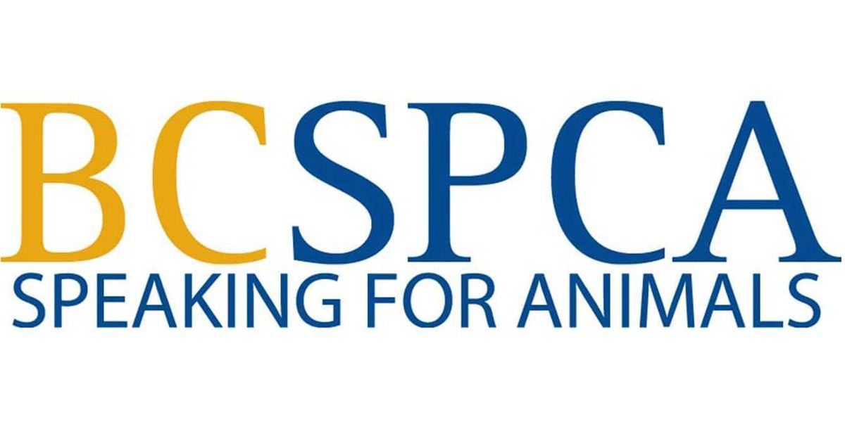 BC SPCA urges election candidates to commit to pet-friendly housing laws