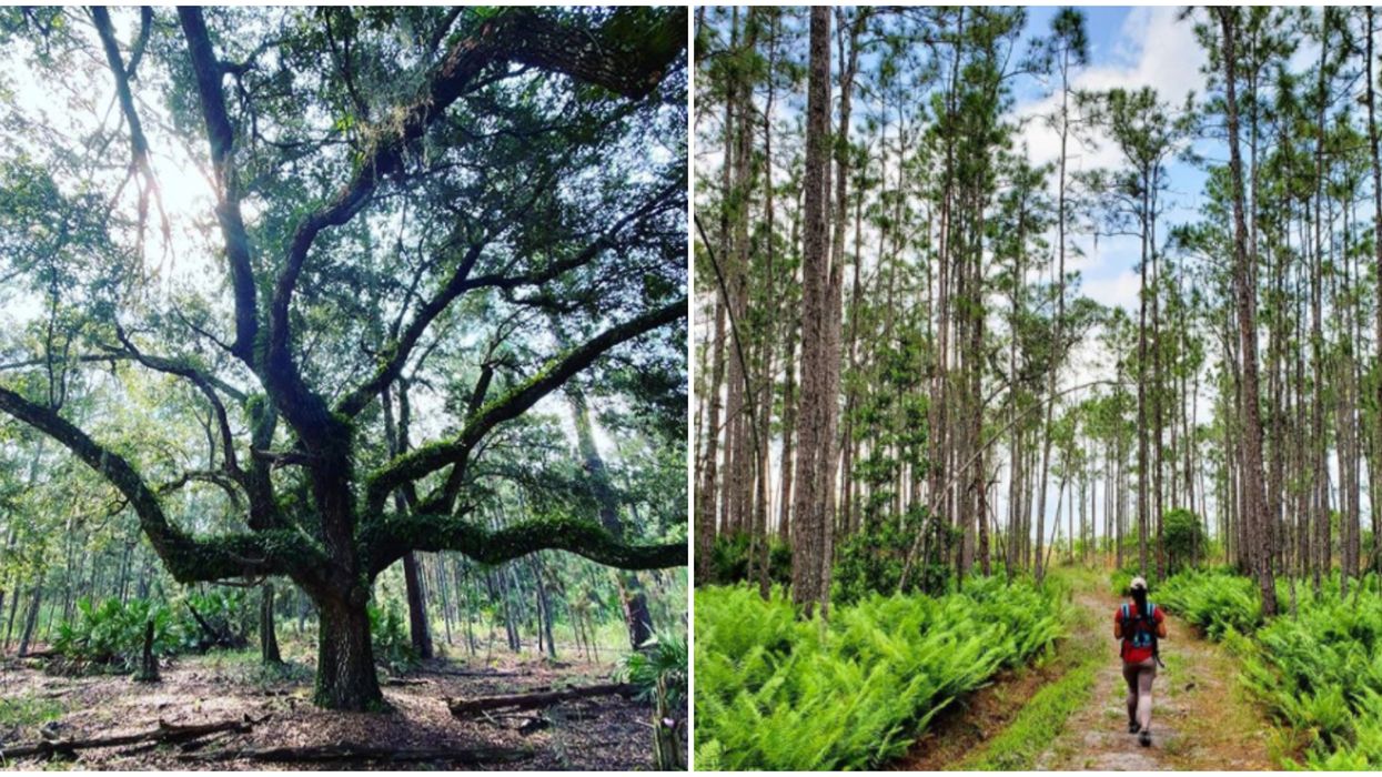 Split Oak Forest Near Orlando Feels Like Wandering Through The Hundred Acre Wood