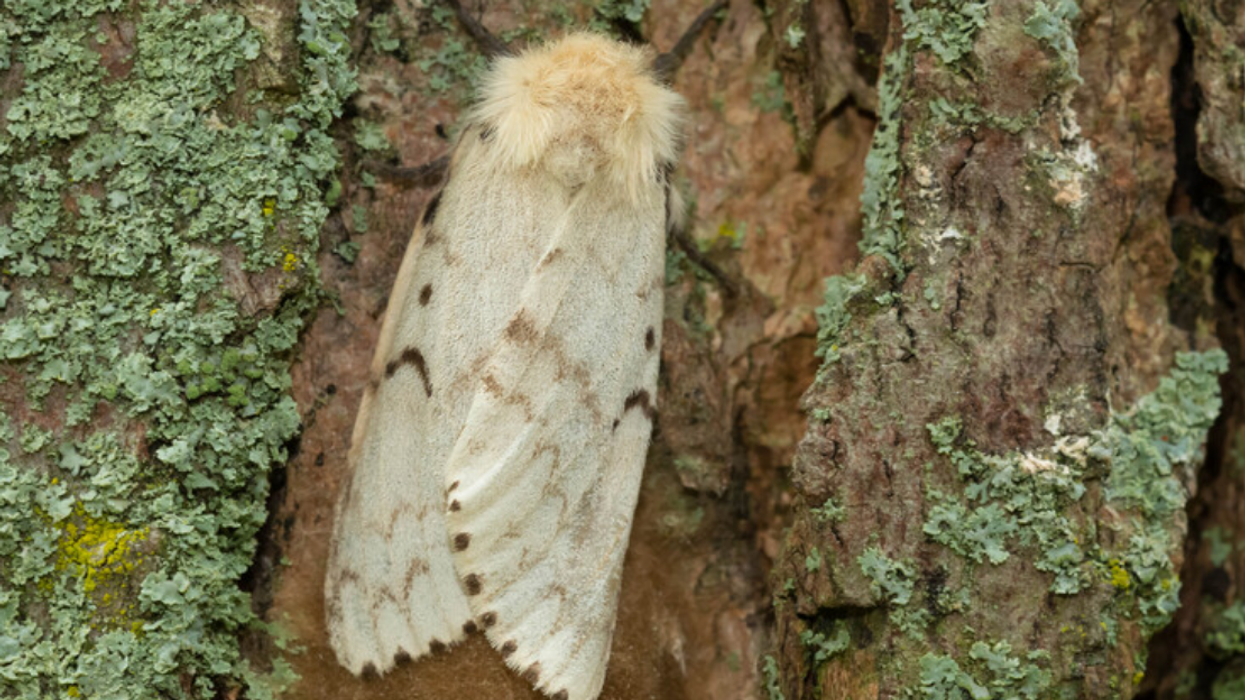 Spongy moth.