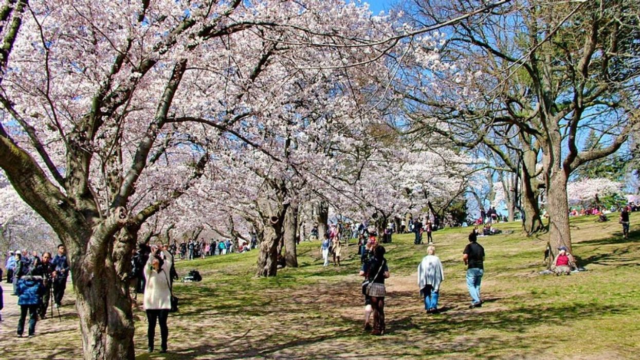 Spring cherry blossoms in Toronto