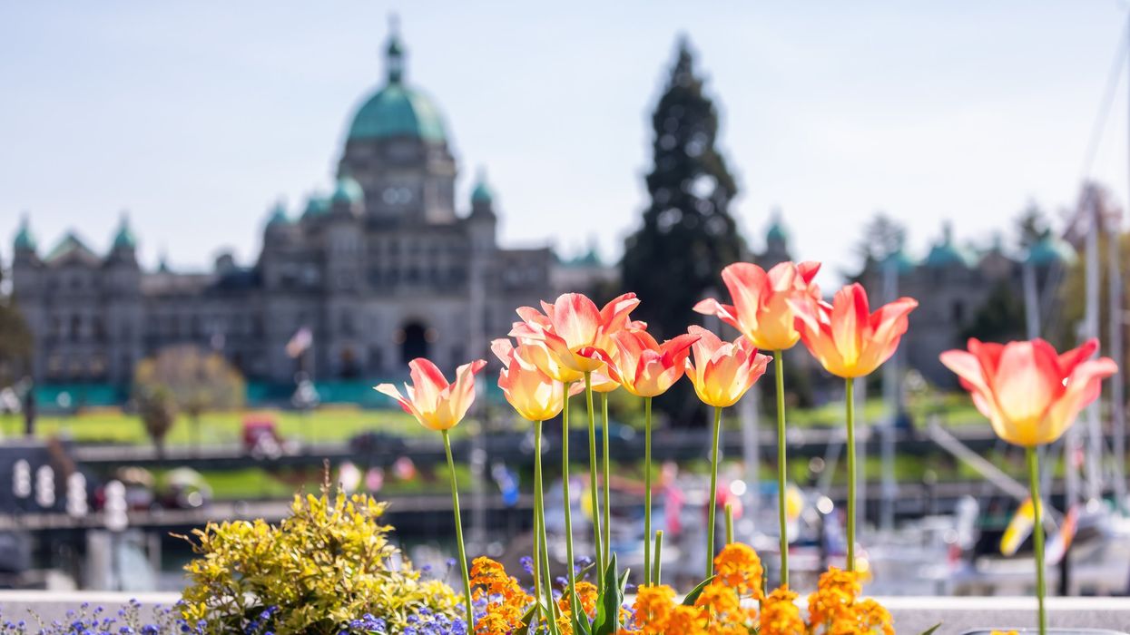 Spring flowers bloom in front of the B.C. Legislature building in Victoria.
