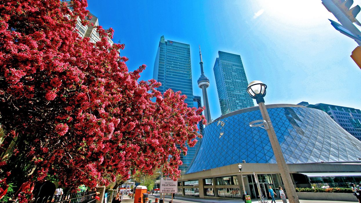 Spring flowers blooming near Roy Thomson Hall in Toronto, ON.