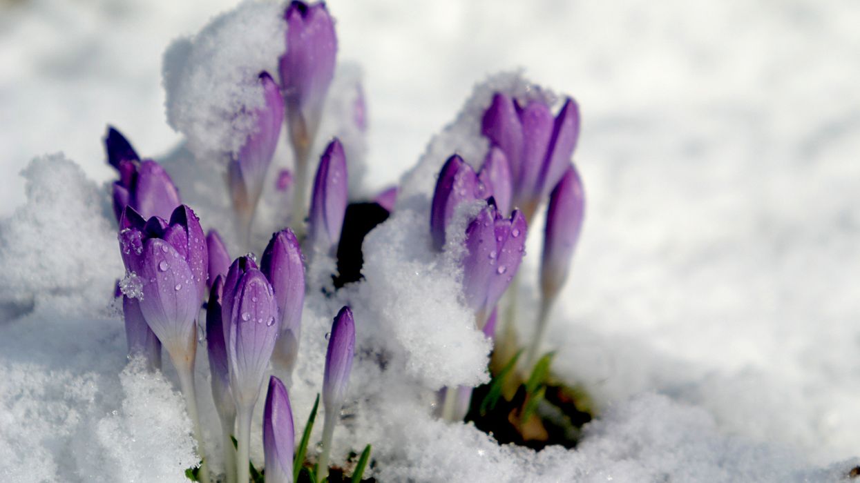 Spring plants with frost.