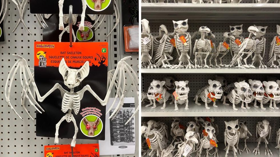 Squelette au Dollarama.