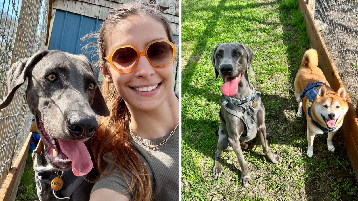 Staff Writer Brittany Cristiano and her dog Fezco. Right: Fezco, a Weimaraner, and Momo, a Shiba Inu.