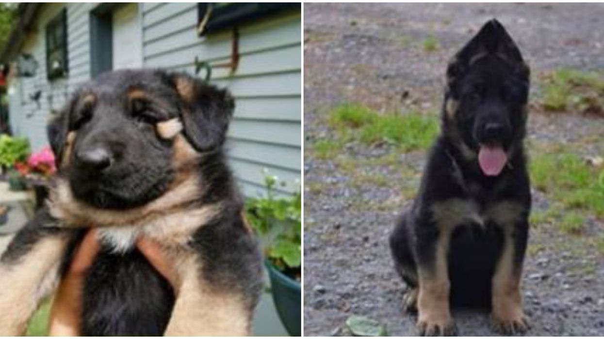 Stolen BC Puppies: Police Investigating After Priceless German Shepherds Were Stolen