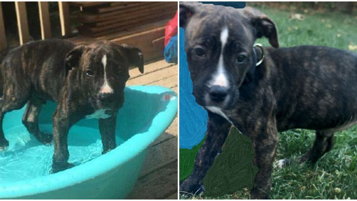 Stolen Toronto Puppy Was Taken Right In Front Of Its Owners