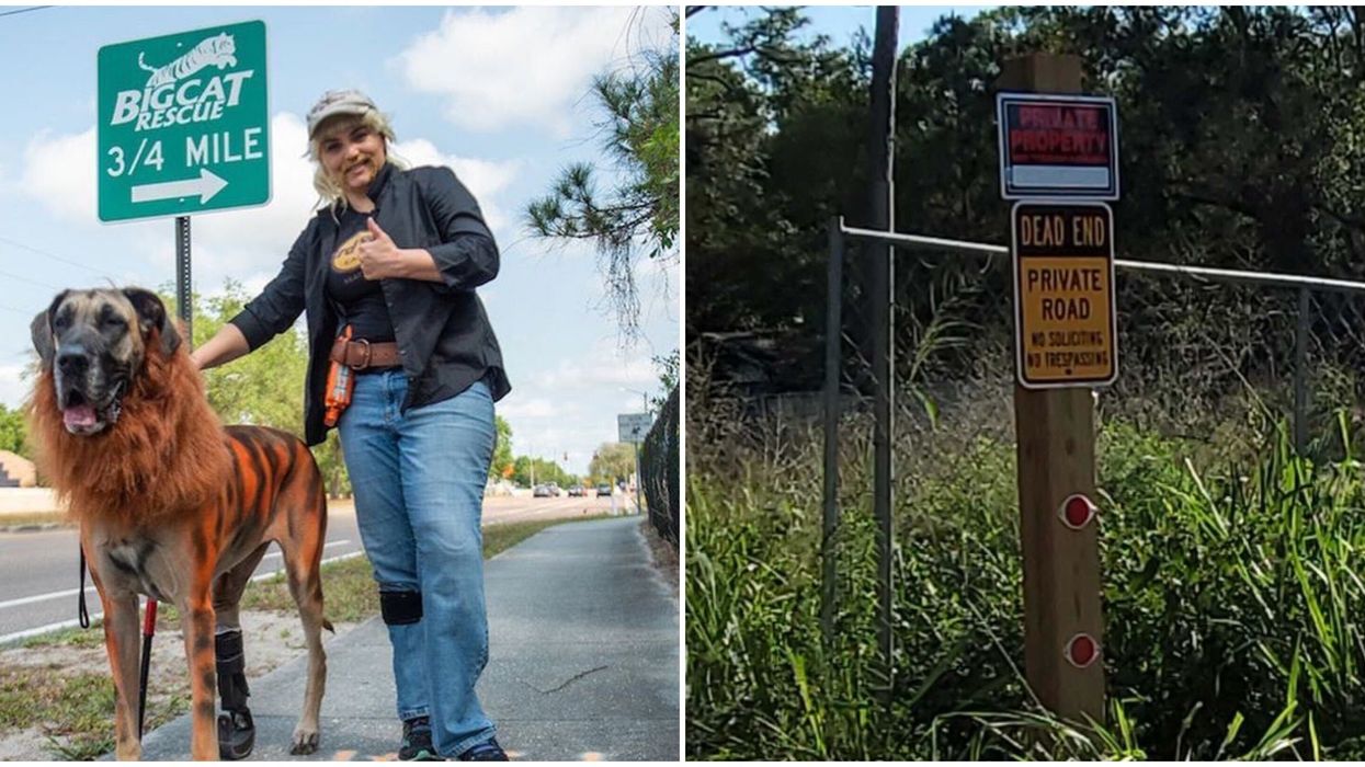 Storm Tampa Big Cat Rescue Facebook Event Appears To Not Have Been Very Successful