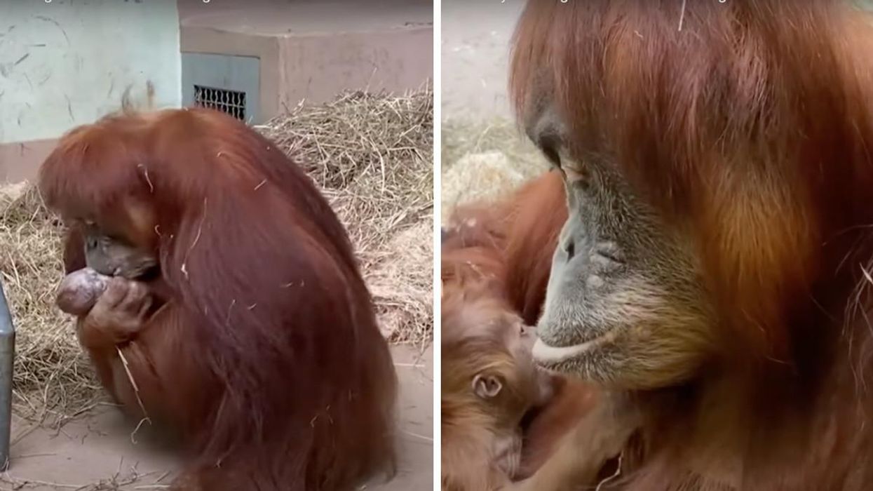 Sumatran orangutan and her newborn baby at the Toronto Zoo.