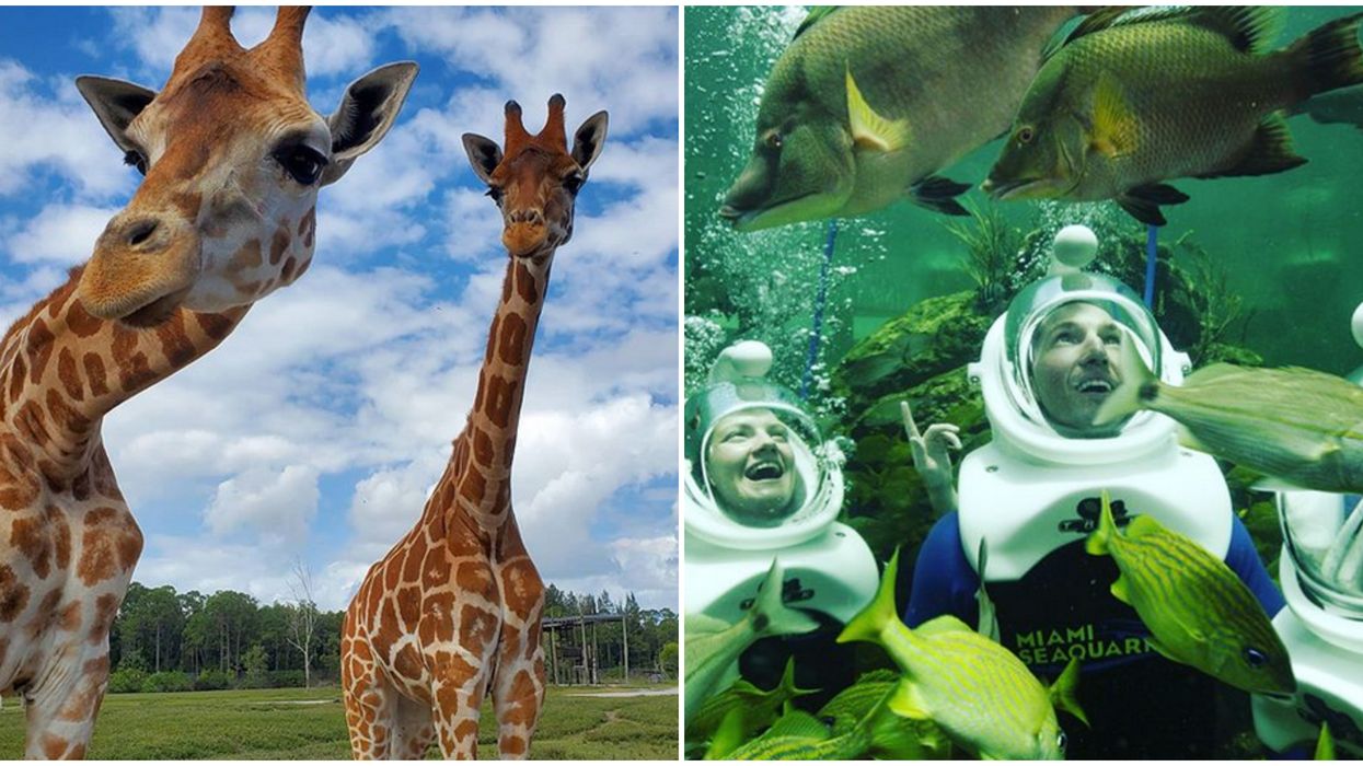 Summer Savings Pass In Florida Is Giving Access To 4 Attractions For Super Cheap