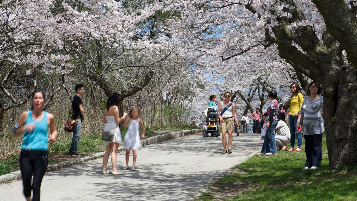 Summer weather with cherry blossoms in Toronto.
