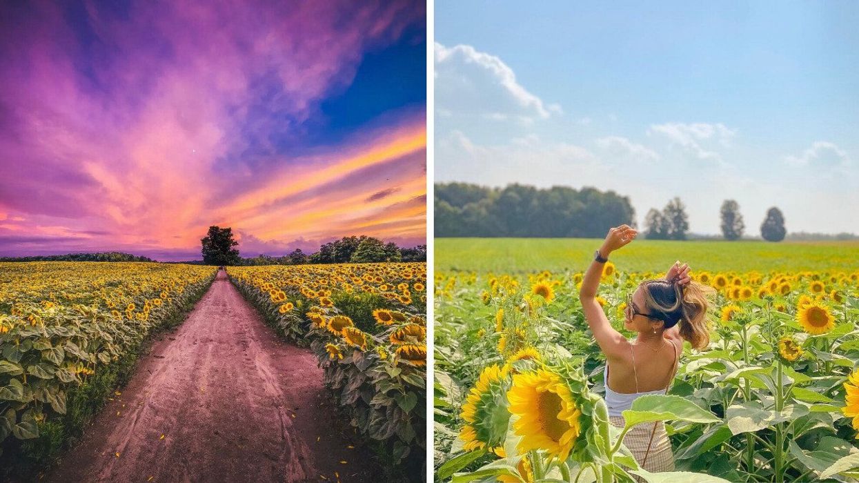 Sunflower Festival in Caledon, Ontario.