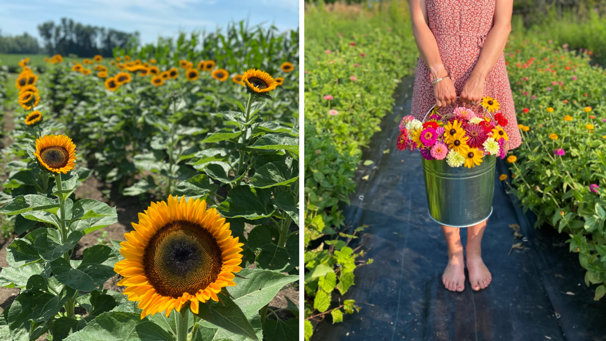 Sunflower field and pick-your-own flower bouquet from Wynn Farms.