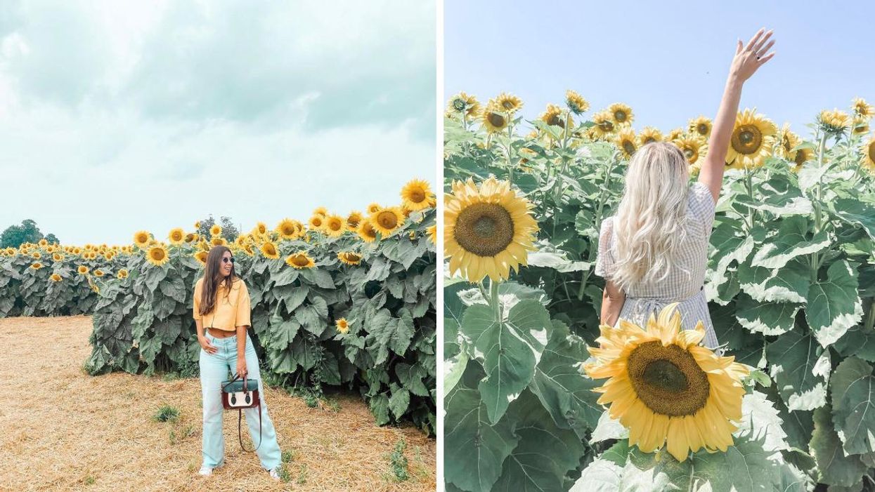 Sunflower field near Toronto, Ontario.
