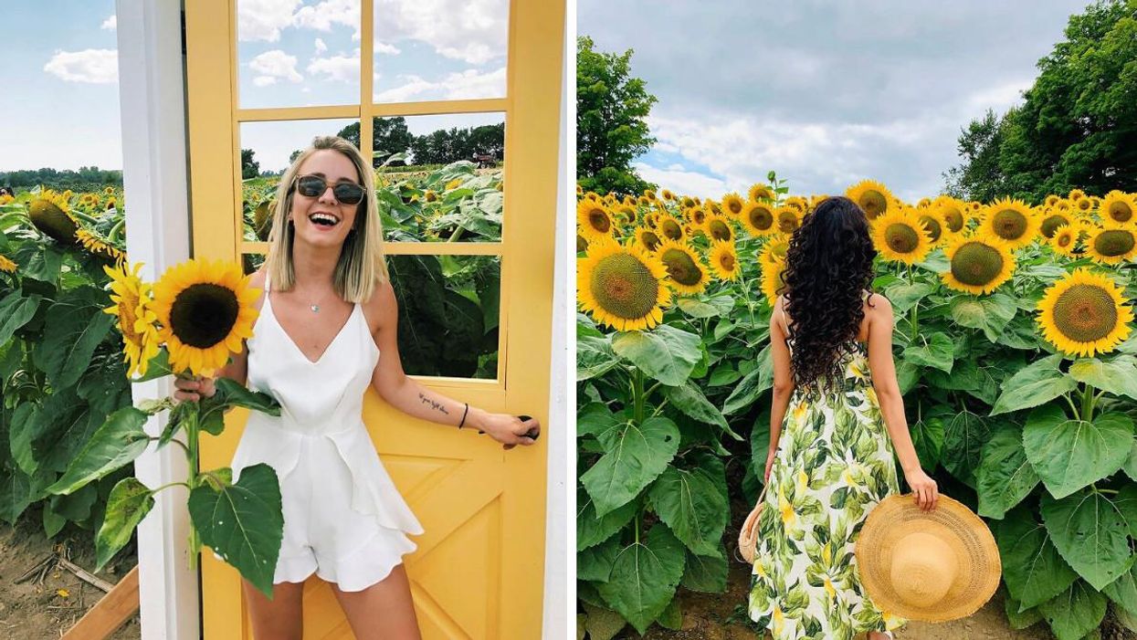 Sunflower Fields Near Toronto That Have Endless Golden Blooms