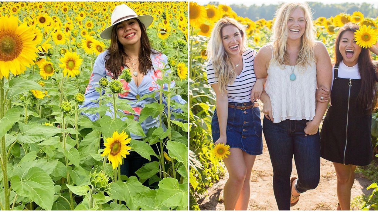 Sunflower Fields Near Toronto That Will Turn Your World Golden