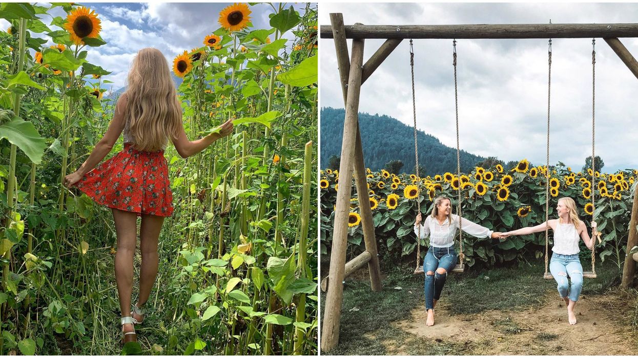 Sunflower Fields Near Vancouver Are Officially Opening This Summer