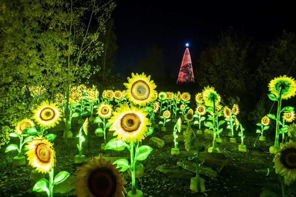 Sunflowers at Illumi.