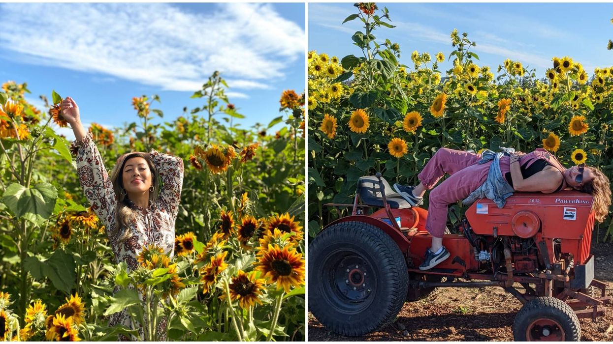 Sunflowers Close To Victoria: There's A Magical Flower Walk Blooming Now