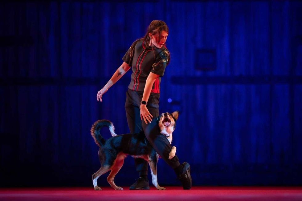 SuperDogs lap up the love after 50 years of joy