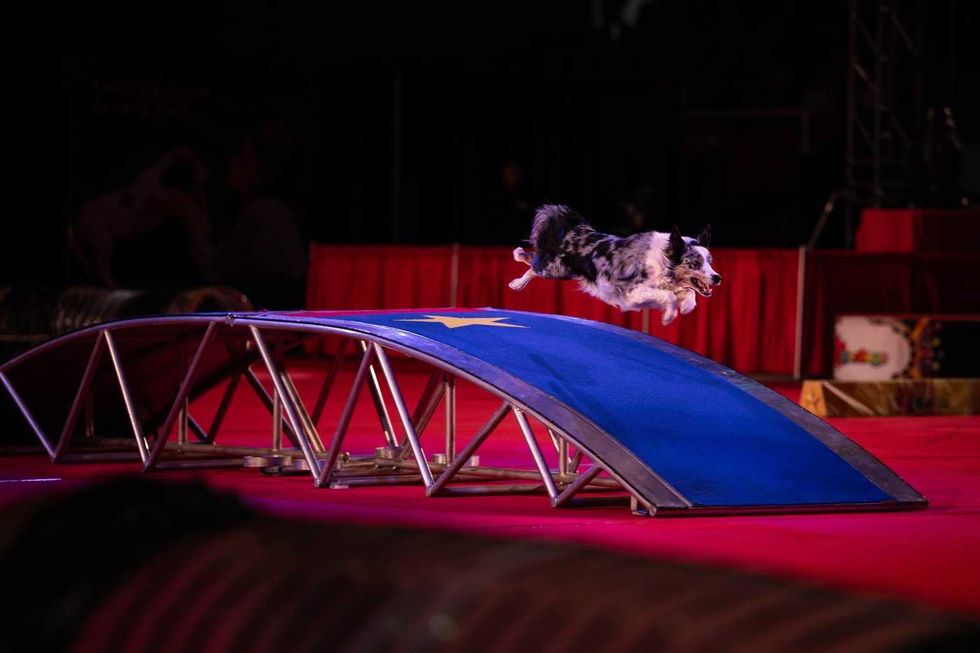SuperDogs lap up the love after 50 years of joy