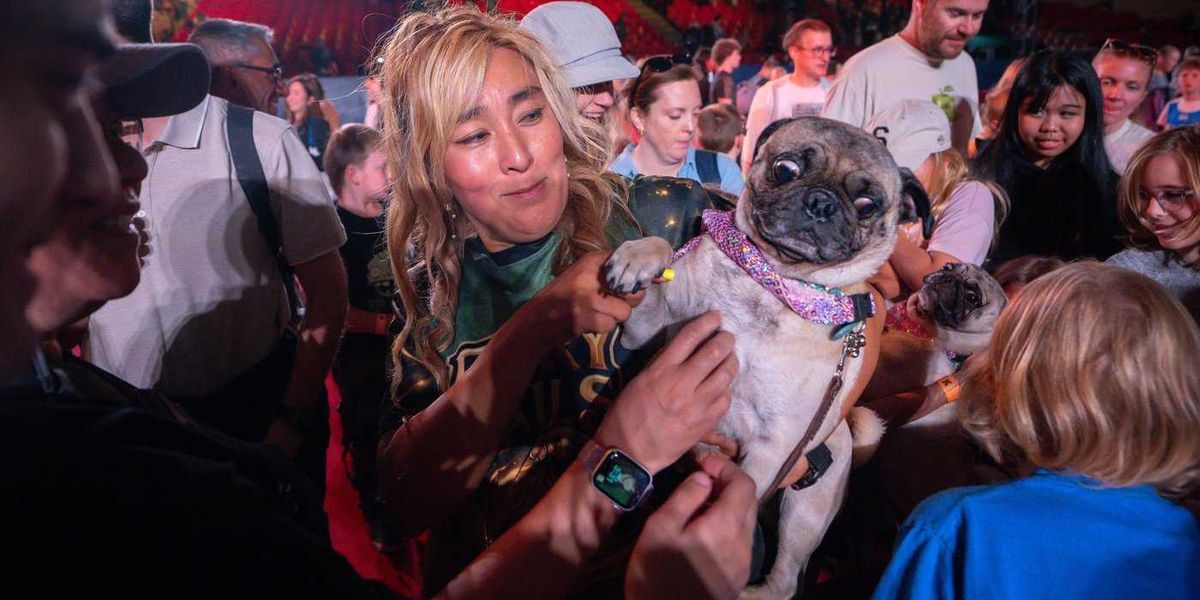 SuperDogs lap up the love, 50 years after being unleashed on adoring fans SuperDogs lap up the love, 50 years after being unleashed on adoring fans