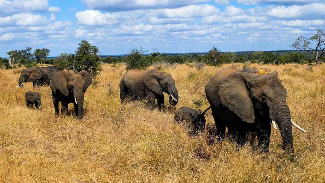 Suspected Poacher Tramped By Elephants In South Africa Has Died