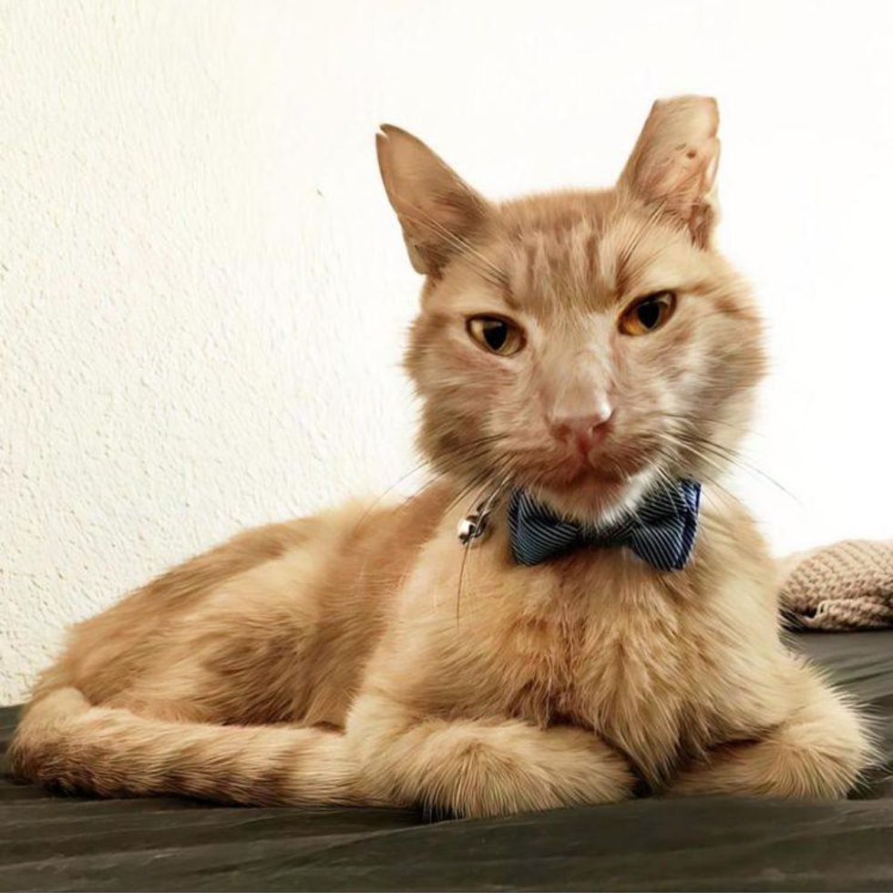 Sweet Marmalade the cat.