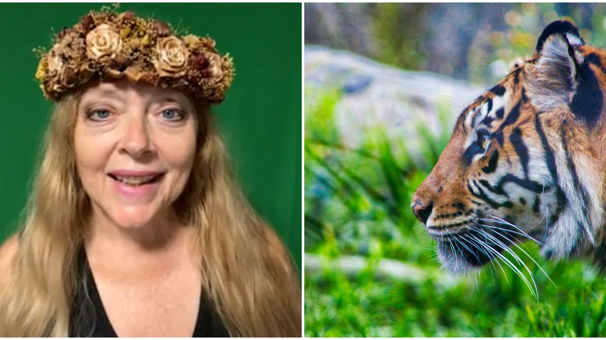 Tampa Big Cat Rescue Carole Baskin Selling Videos On Cameo For $199