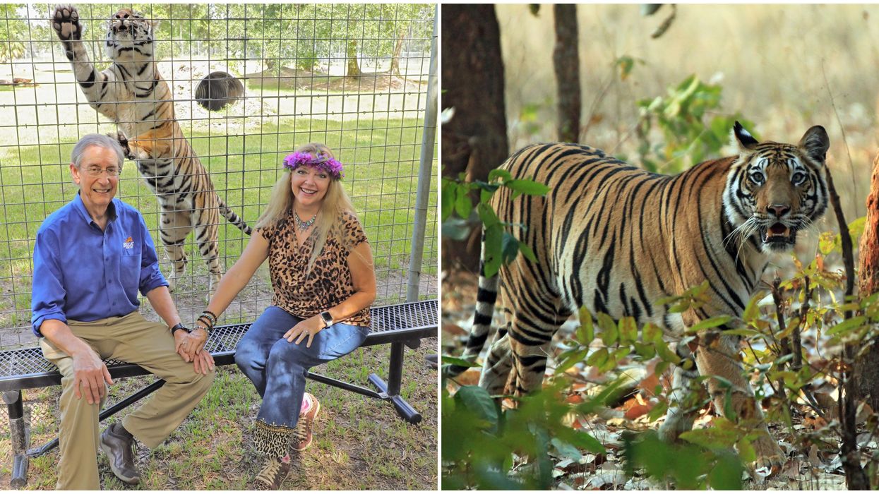 Tampa Big Cat Rescue To Stream Webcams On TV Service